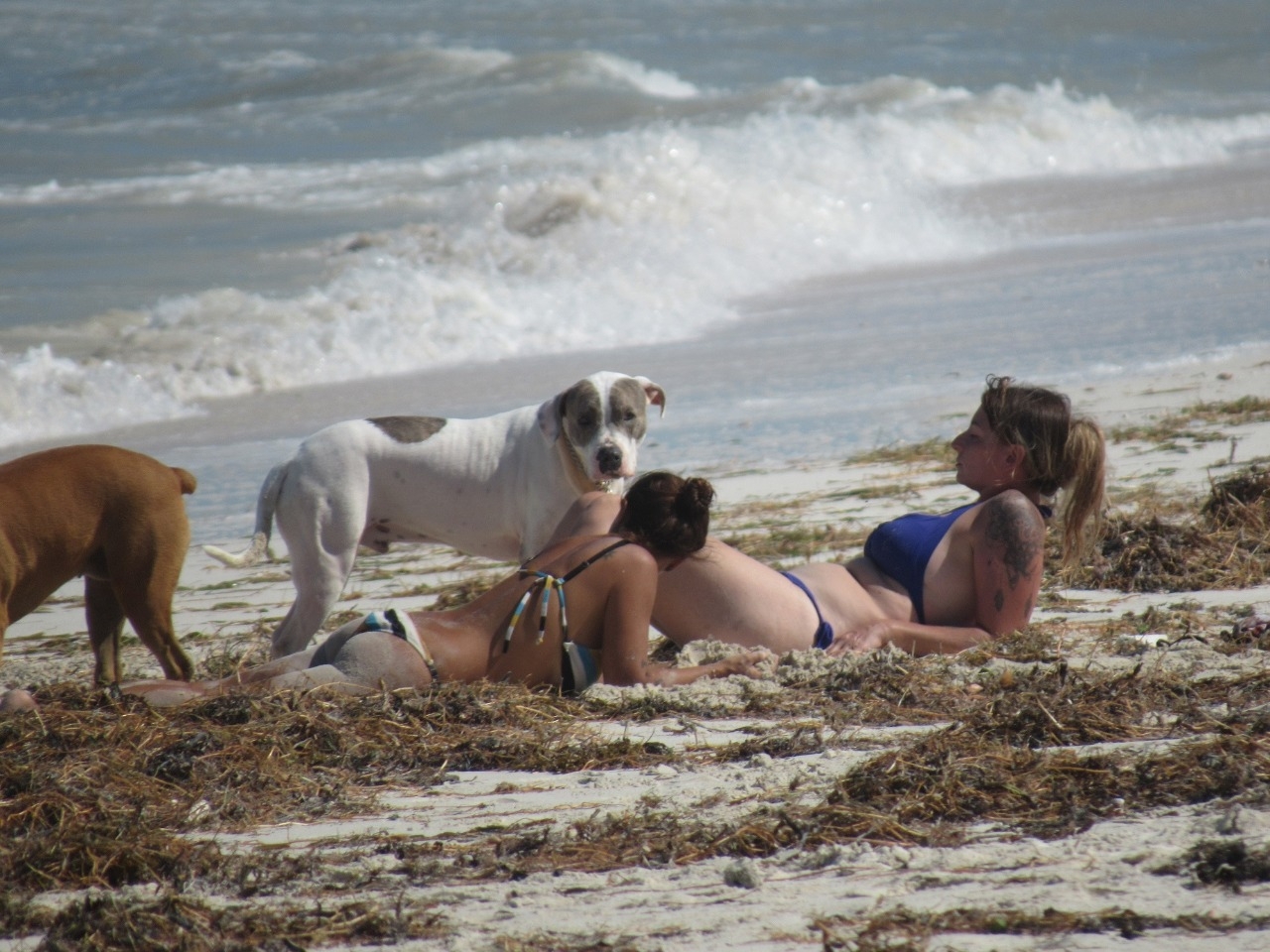 Incrementan los turistas en el puerto de El Cuyo en Yucatán