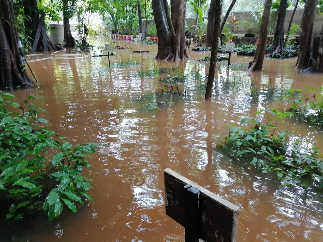Cocodrilo podría escaparse del Parque Ecológico Zaazil en Chetumal tras inundación