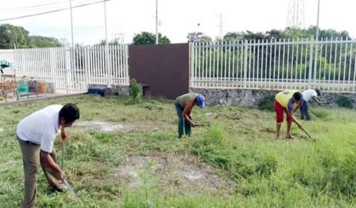 Los empleados realizan las labores de chapeo.