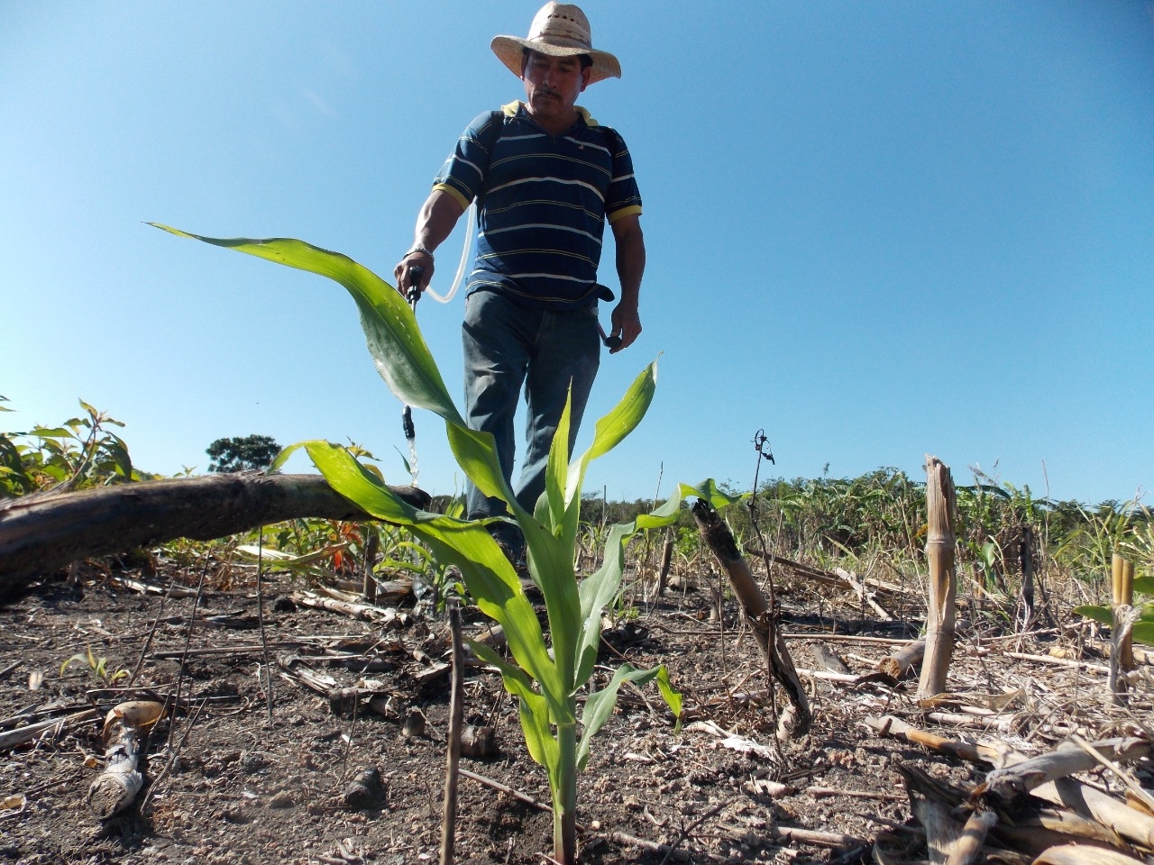 Productores que perdieron su cosecha no tendrán indemnización en Quintana Roo