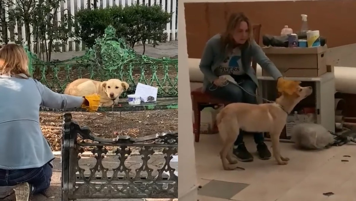 Así rescataron a Boston, el perrito abandonado en la CDMX (Video)