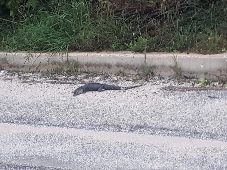 Un tigrillo y un cocodrilo son atropellados en la carretera Cafetal-Mahahual