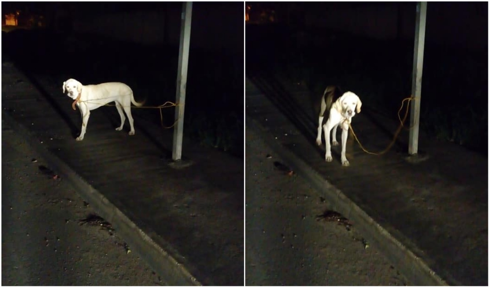 Abandonan a perrito durante la noche en Mérida