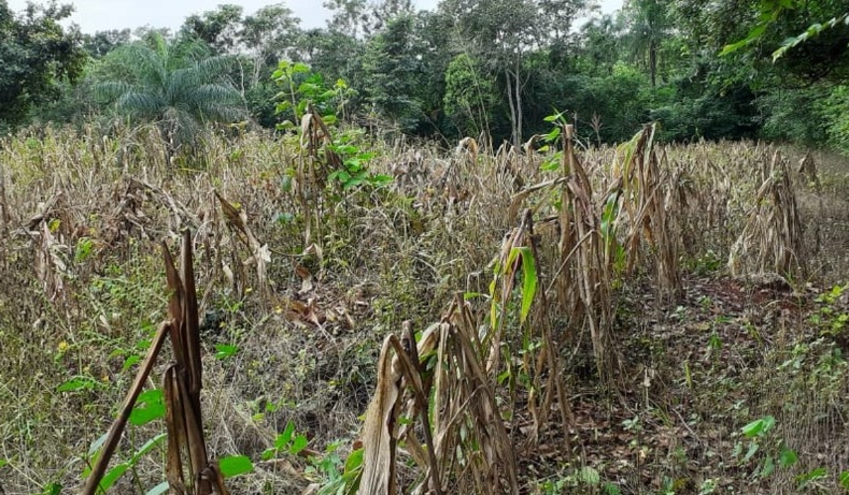 Las lluvias que se dieron en el mes de junio pasado provocaron inundaciones y pérdidas en el cultivo de maíz.