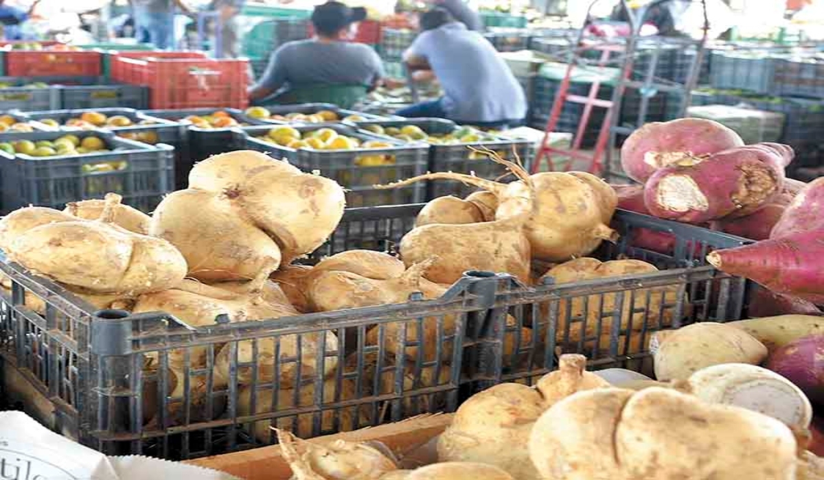 Las más pequeñas, cultivadas en Maxcanú, poseen un sabor, olor
y textura diferente a las que se venden en el centro de México.