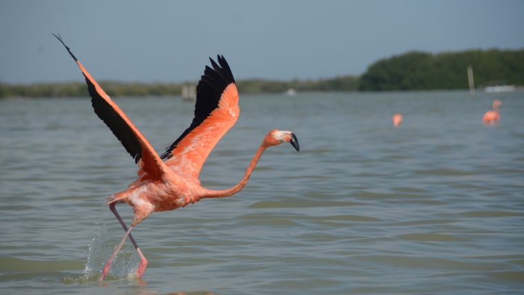 Aplicarán inteligencia artificial para preservar flora y fauna de Yucatán