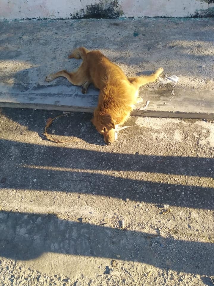 Reportan envenenamiento de perros en la colonia Santa Rosa en Mérida