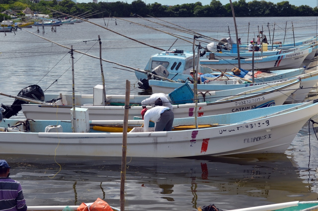 Disminuye la pesca de pulpo en Campeche