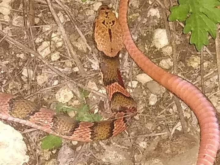 Serpiente aterroriza a familia de Telchac