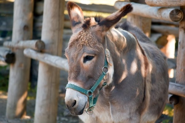 Critican a hotel de Quintana Roo por emborrachar a un burro para divertir a turistas (Fotos)