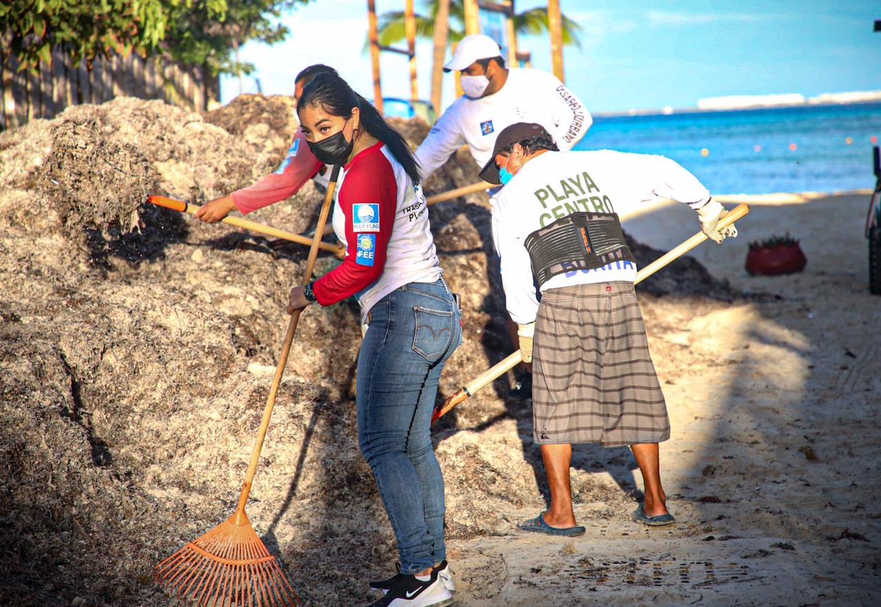 Cuadrillas de trabajadores de clubes de playa y de Zofemat retiran el alga de las playas.