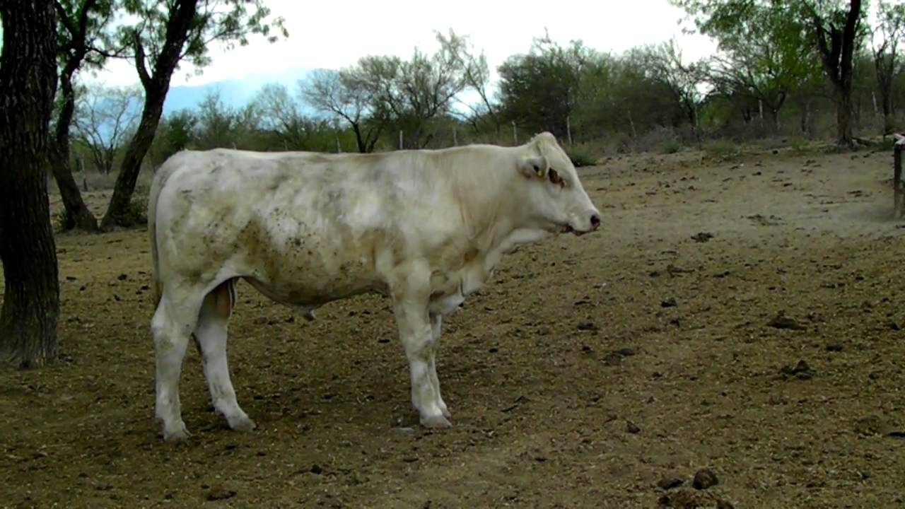 Crisis por COVID-19 afecta a productores de carne en Ciudad del Carmen