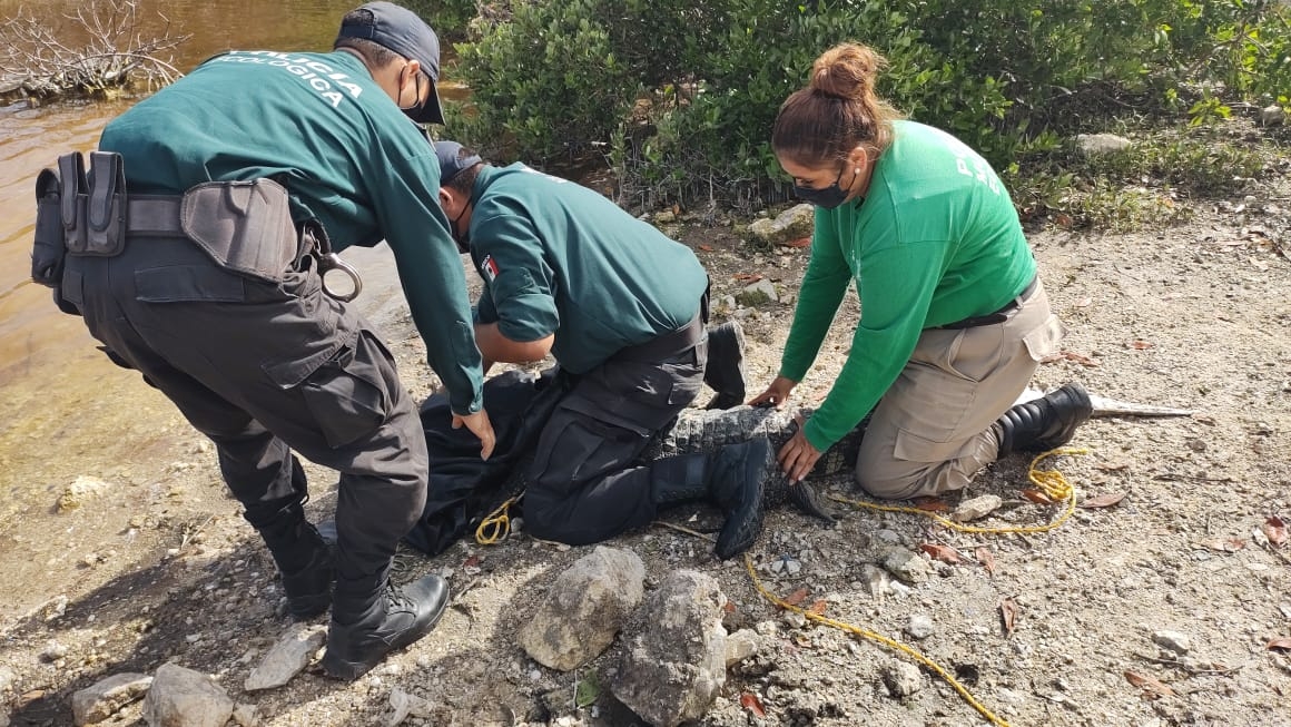 Cocodrilo de 2 metros se paseaba en una marina de Progreso