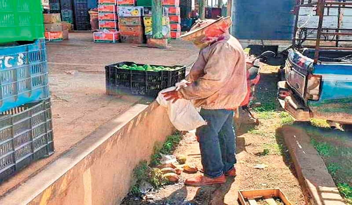 Enjambre de abejas aparece en la central de abasto de Oxkutzcab