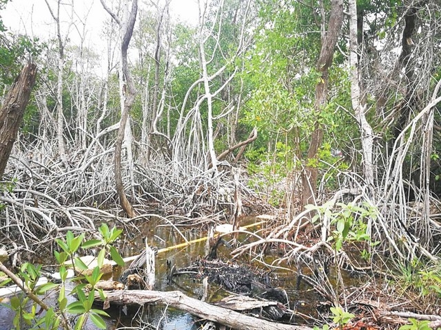 Por muerte masiva, piden estudio para la zona de manglares en Isla Arena