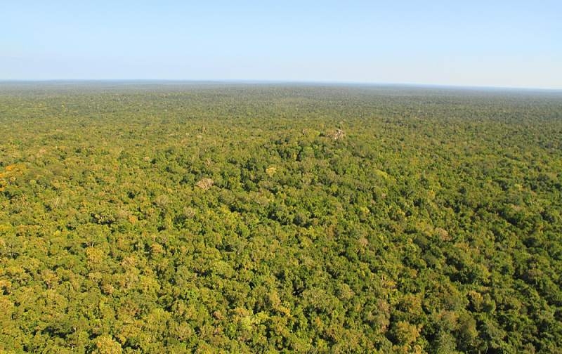 Deforestación de la selva maya afecta a 16 mil familias apicultoras