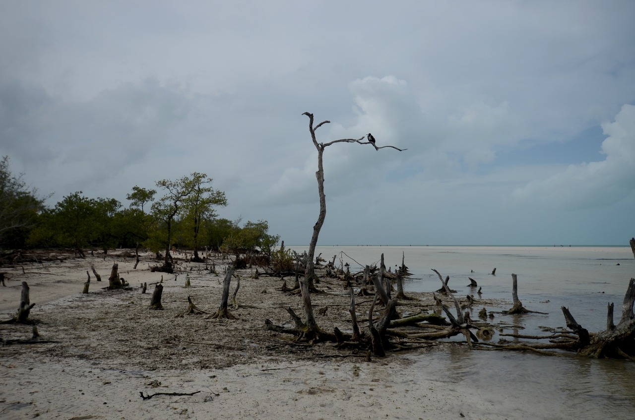 Organizaciones internacionales buscan detener turismo masivo que dañen Yum-Balam en Holbox