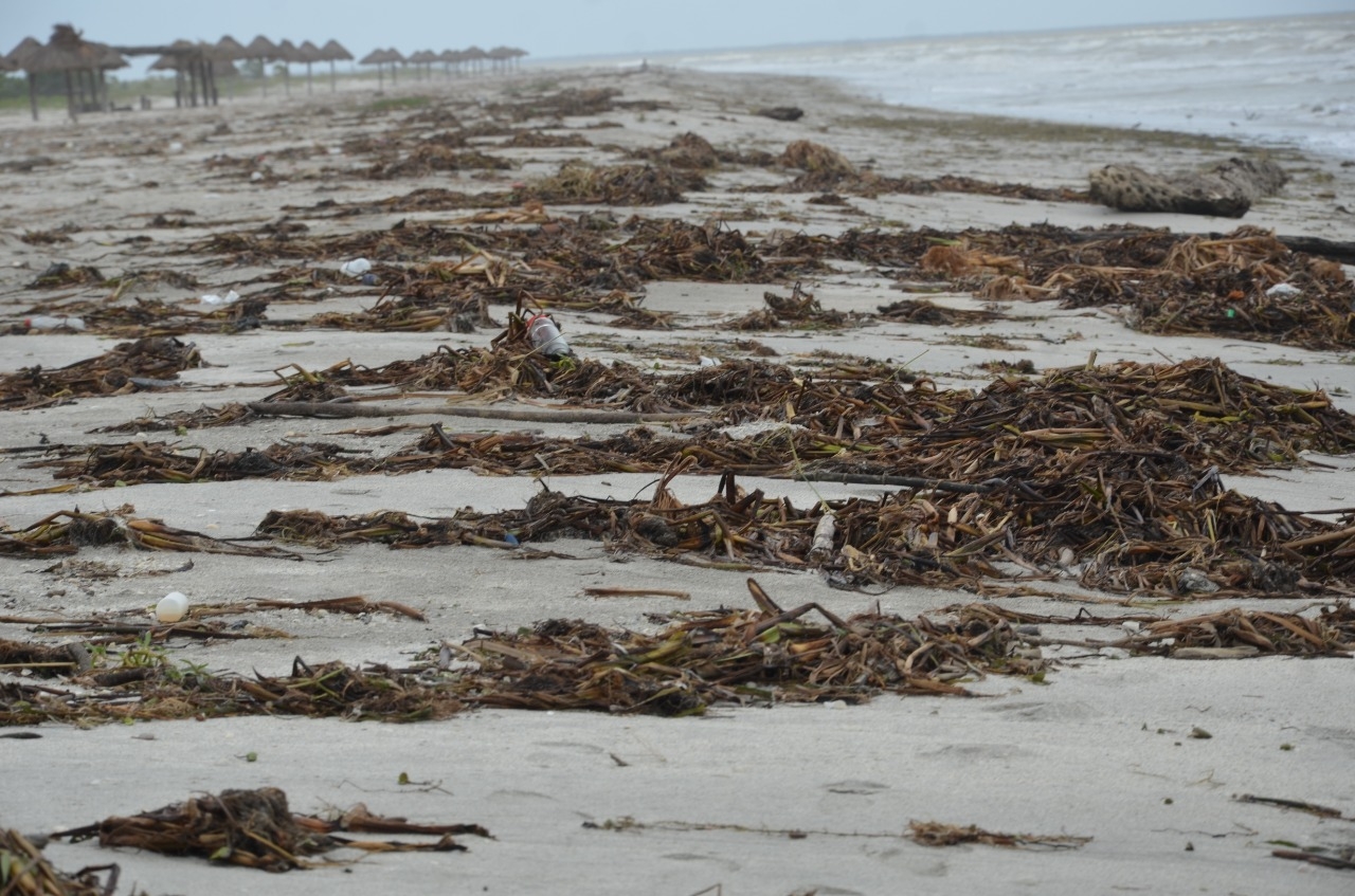 Arriba sargazo a playas de Ciudad del Carmen