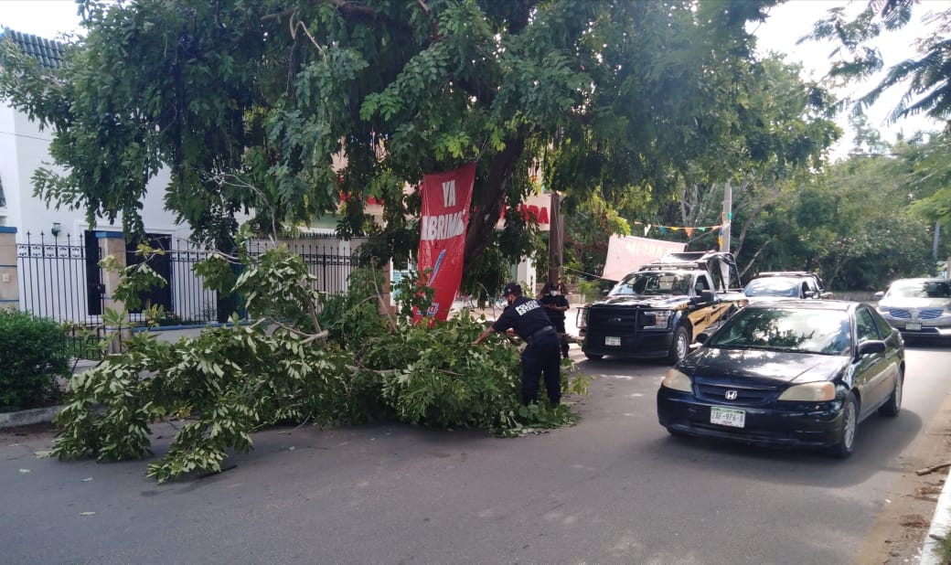 Ramas caídas dificultan la circulación vehicular en la avenida Yucatán