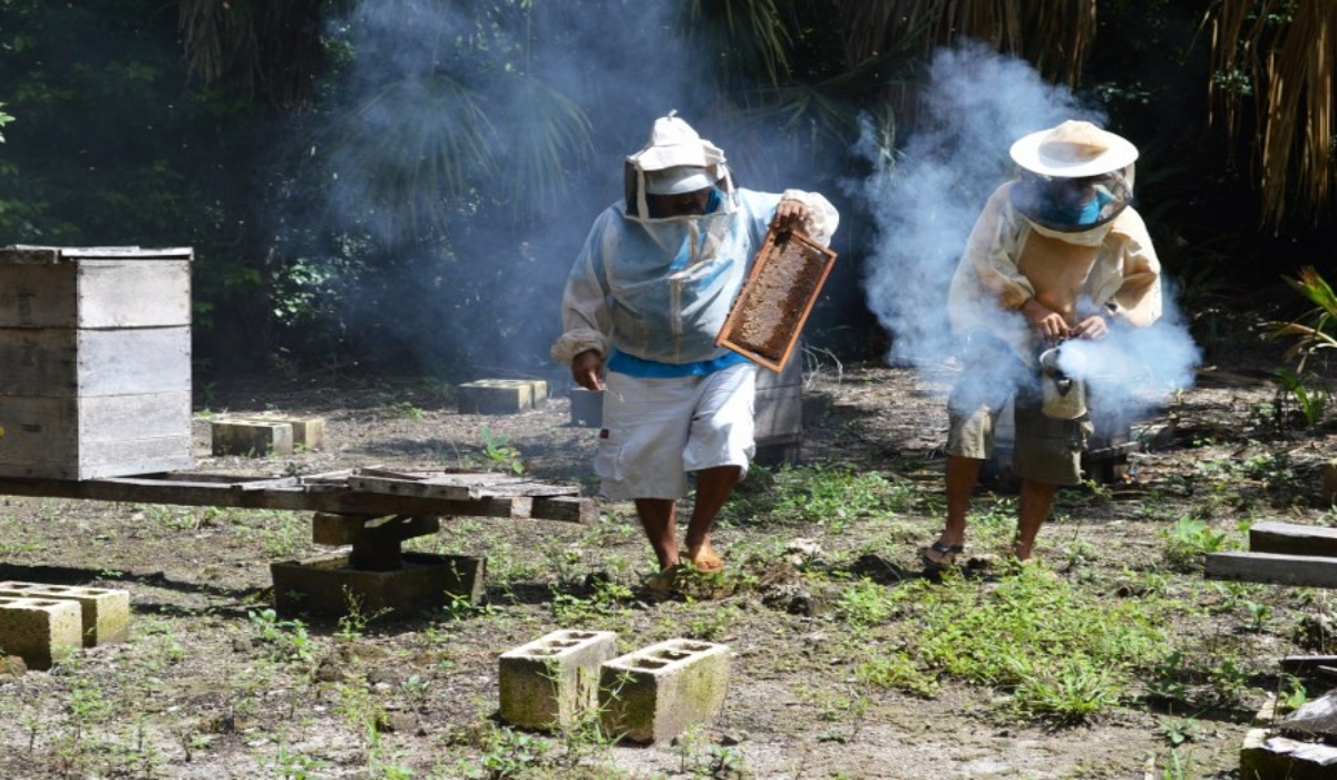 Quintana Roo ocupa el séptimo lugar en producción de miel en México