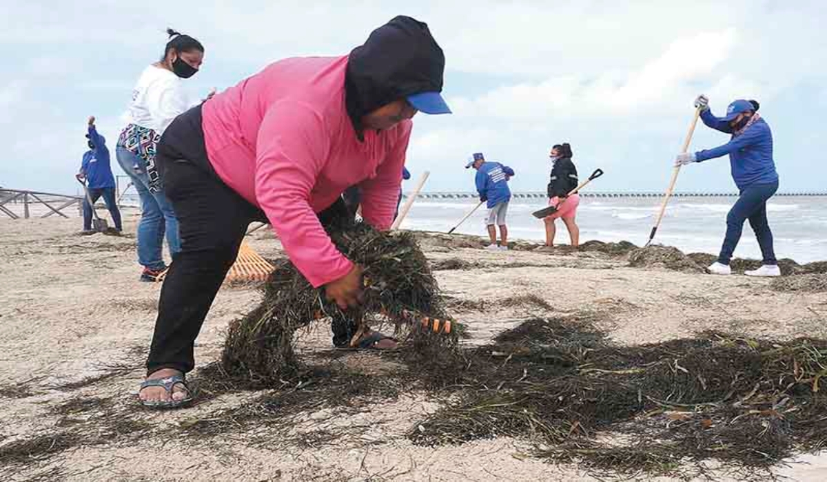 Especialista pide no retirar el sargazo de las costas en Progreso