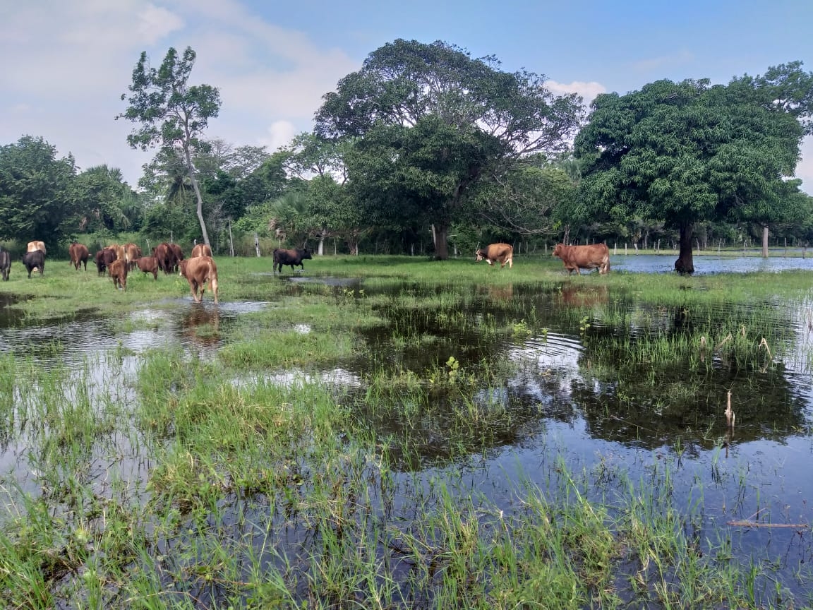 Peligran 40 mil cabezas de ganado en Ciudad del Carmen por inundaciones