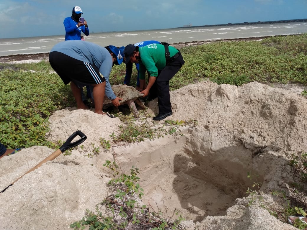 Esta es la tercera tortuga que se encuentra en Progreso en menos de una semana Foto: Julio Jiménez