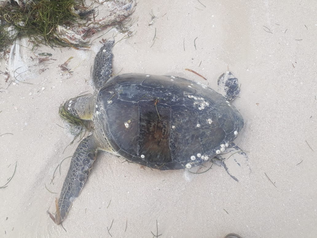 Van cuatro hallazgos de tortugas muertas en Progreso