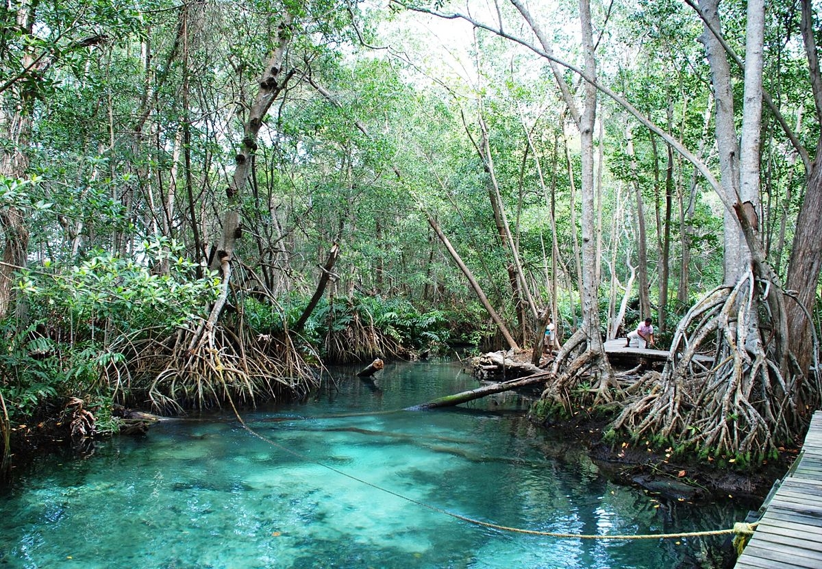 ¿Qué es el ecoturismo y dónde hacerlo en Yucatán?