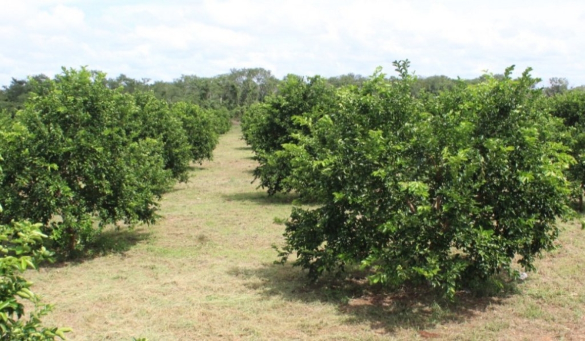 Citricultores del ejido de Santa Gertrudis comentaron que la falta de mercado en Yucatán ha afectado sus ingresos. Foto: Lusio Kauil.