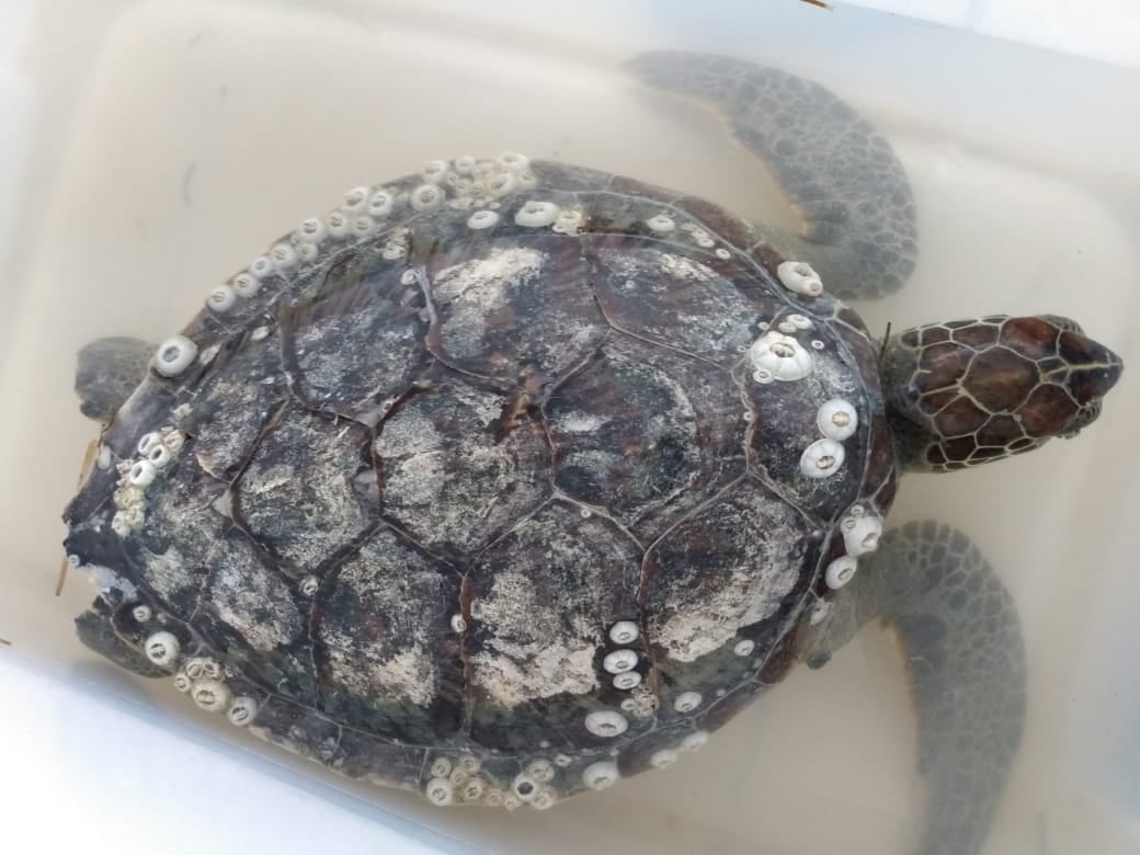 Hallan a tortuga al interior de un restaurante en Progreso