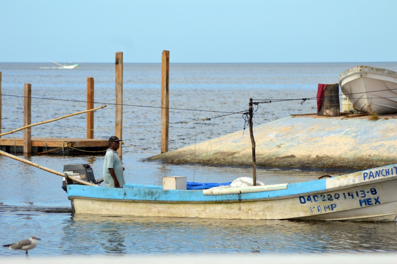 En los últimos dos meses se ha incrementado la captura de pulpo en Campeche