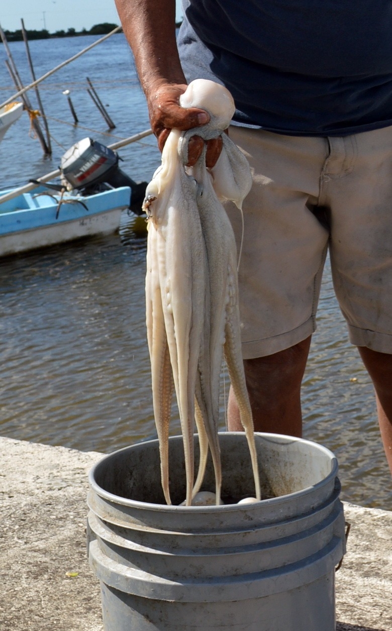 Este fin de semana se define ampliación de temporada de pulpo en Campeche