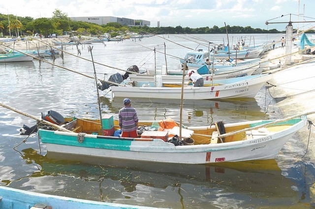 Pescadores esperan que Inapesca amplíe el periodo de captura del pulpo en Campeche