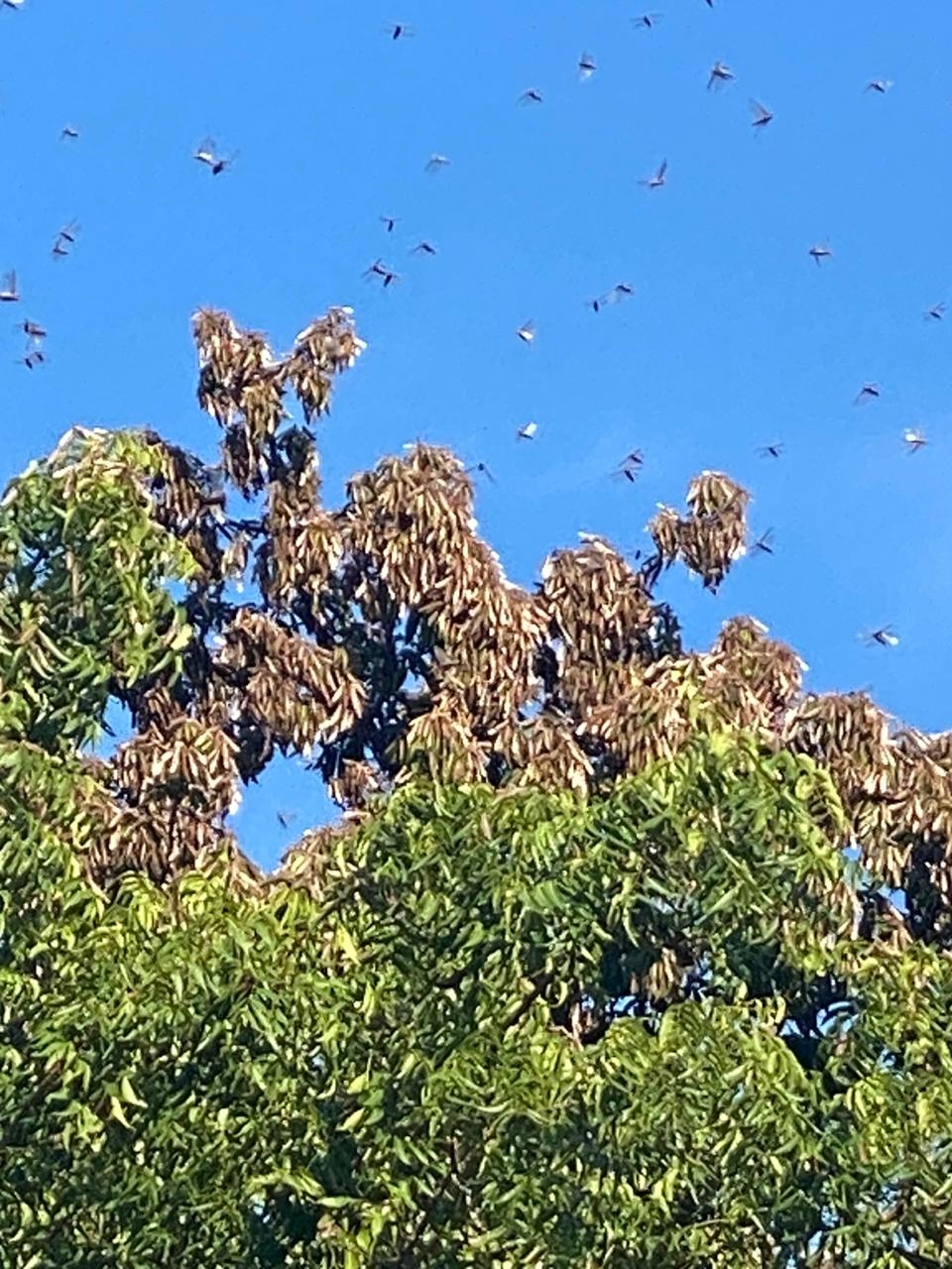 Plaga de langostas se extiende en el cielo de Izamal