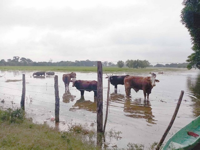 Mil cabezas de ganado en riesgo por inundaciones en Palizada