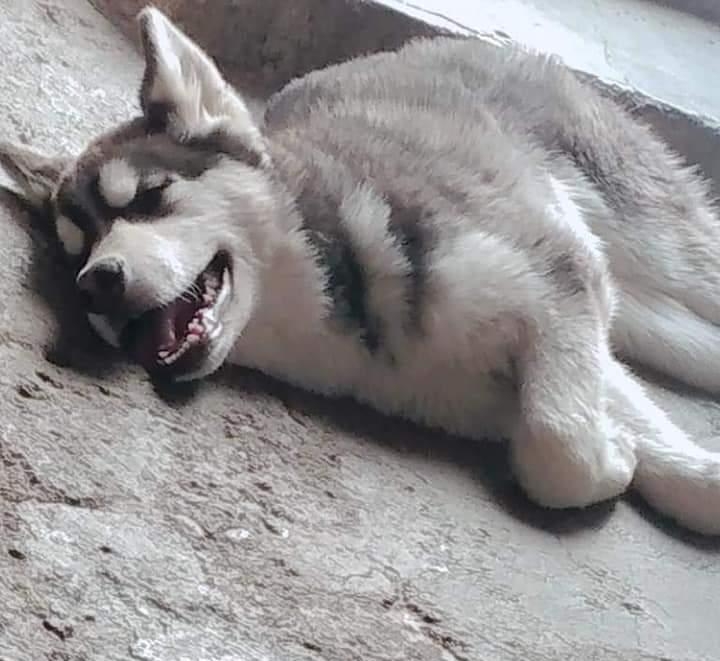 Rescatan a un perro Husky extraviado en Chicxulub