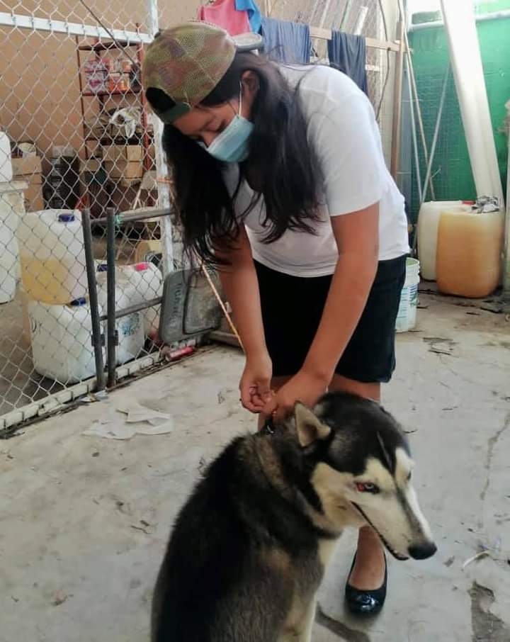 Husky extraviado regresa a su hogar en Chicxulub Pueblo