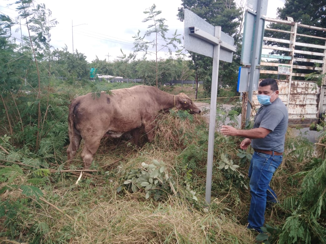 Se escapan seis toros en pleno Anillo Periférico de Mérida: VIDEO