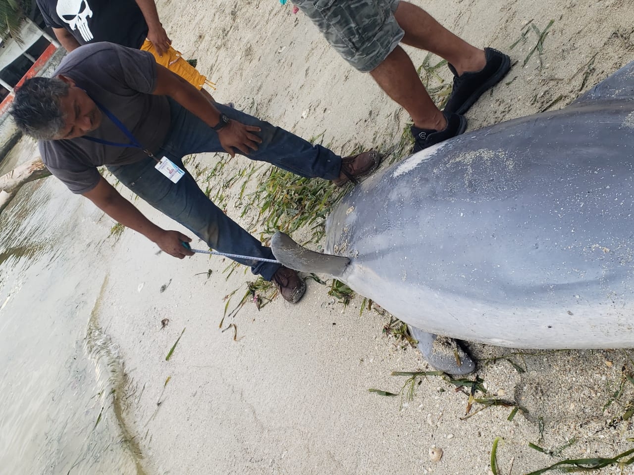 Hallan muerto a un Delfín pico de botella en Ciudad del Carmen