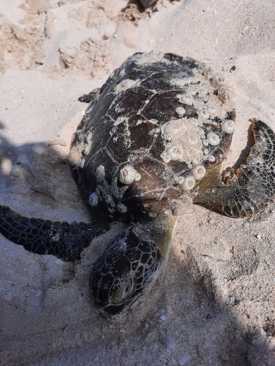 Aseguran a tres tortugas en Progreso; una de ellas fue hallada muerta