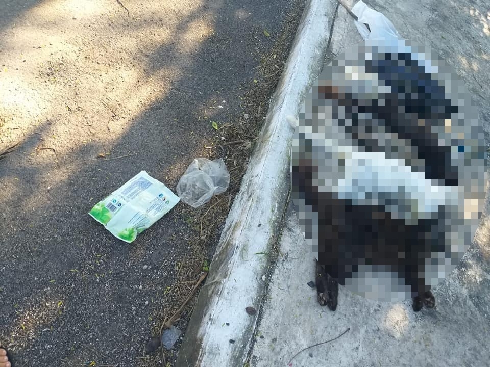 Denuncian envenenamiento de gatos en el poniente de Mérida