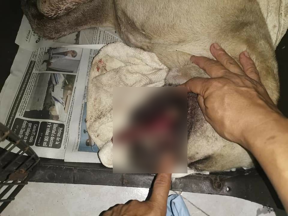 Estallan petardo dentro del hocico de un perro en Cozumel