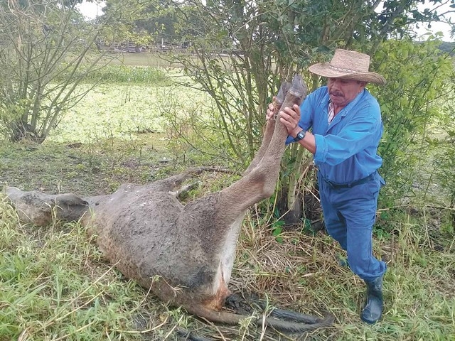 Sigue la pesadilla para los ganaderos en Palizada, Campeche