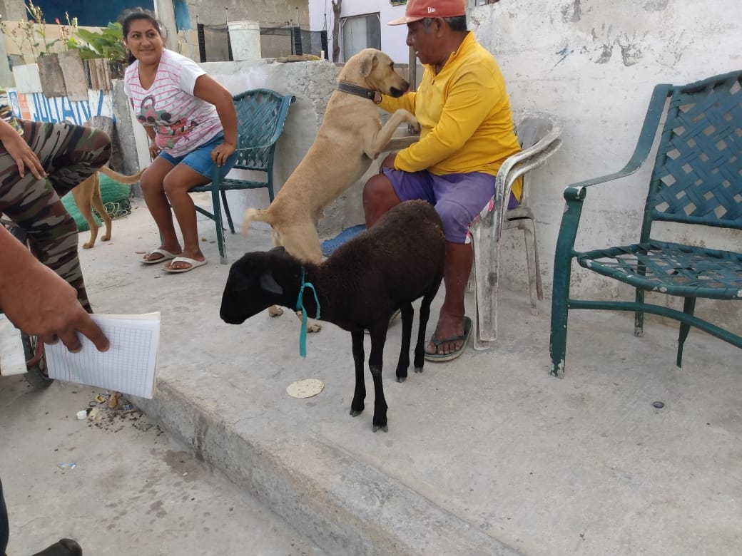 Conoce a Lupe, la chiva de Progreso que se cree perro