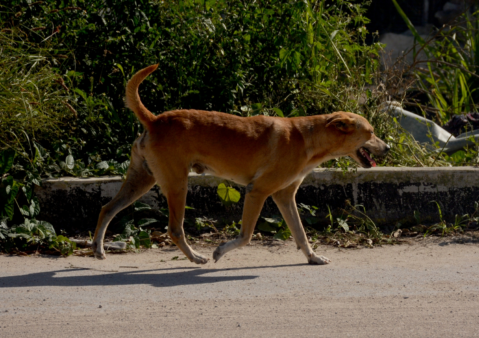 Se estima que durante la pandemia, unos 40 mil perros han sido abandonados.