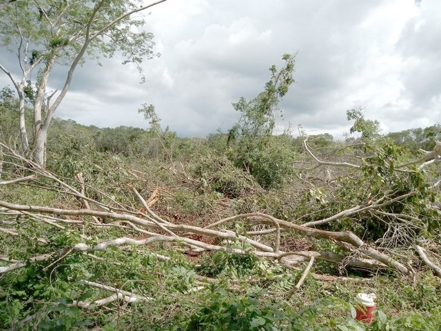 Denuncian apicultores despojo injustificado de tierras en Campeche