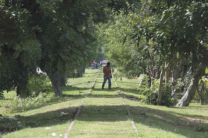 Campeche es uno de los estados más beneficiados con la reforestación