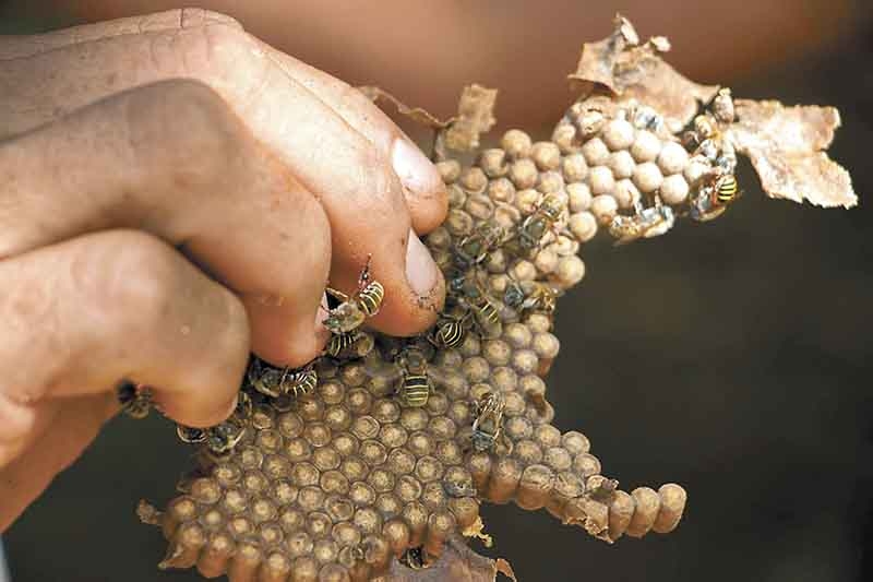 Pueblo Mágico de Maní promoverá la meliponicultura como atractivo