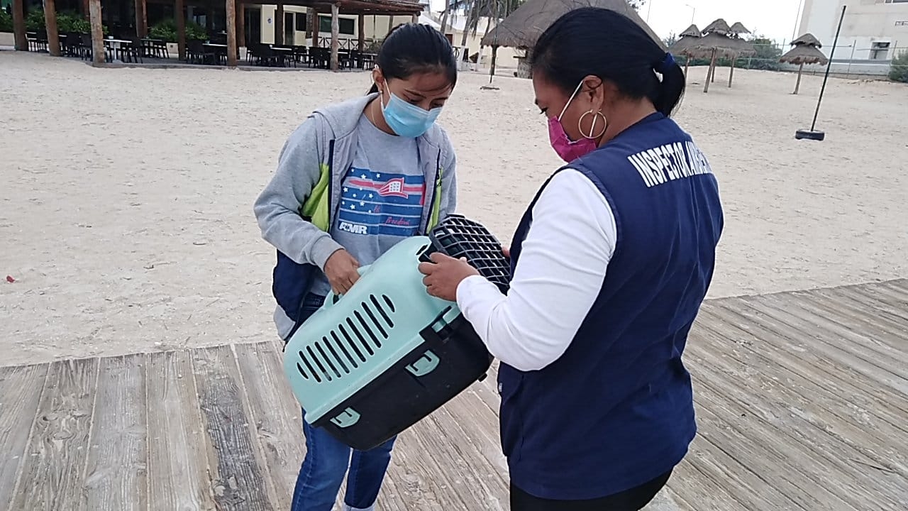 Rescatan a una gaviota lesionada en el andador de Progreso